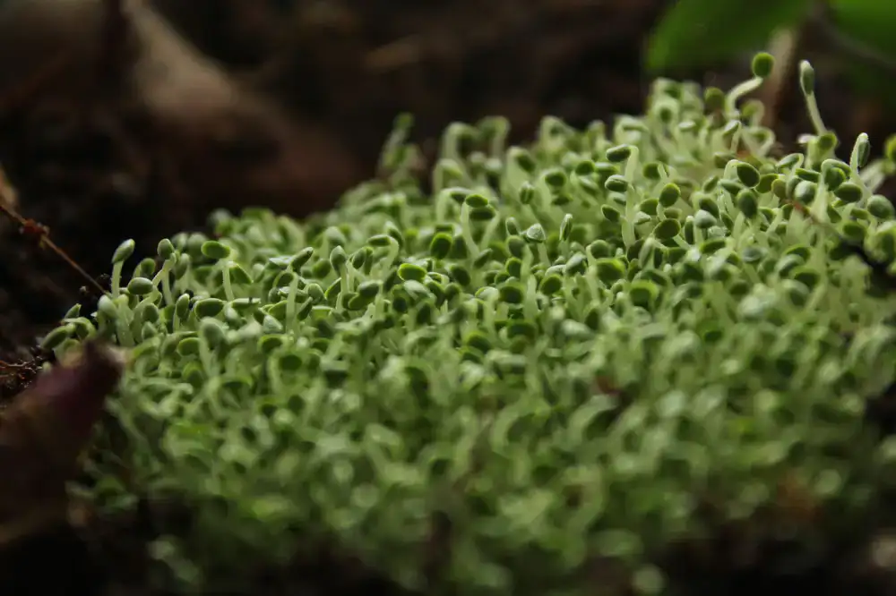 Frische Microgreens in einer heimischen Küche
