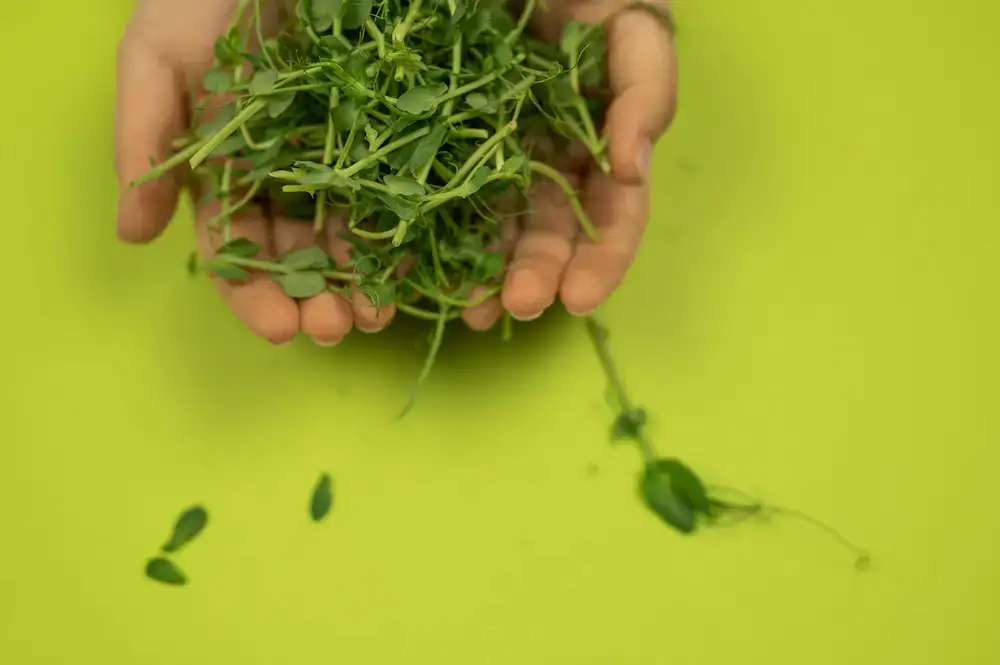 Hände halten frische Microgreens