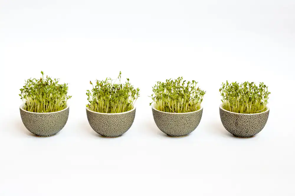 Nachhaltige Verpackung für Microgreens