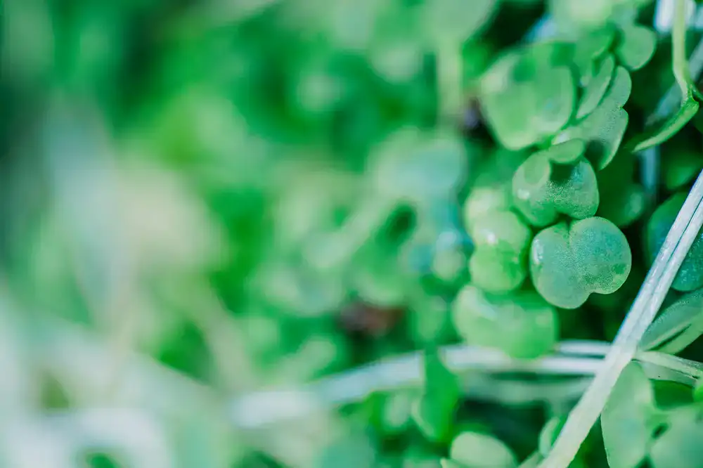 Online Bestellung von Microgreens
