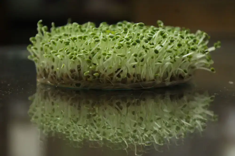 Milde Brokkoli Microgreens