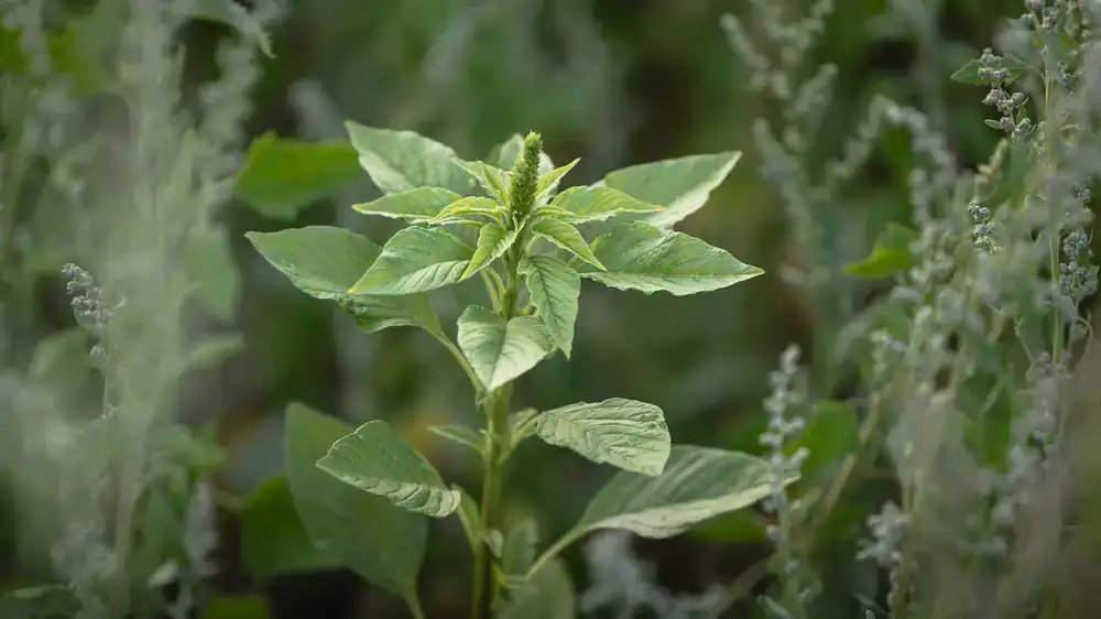 Zarter roter Amaranth