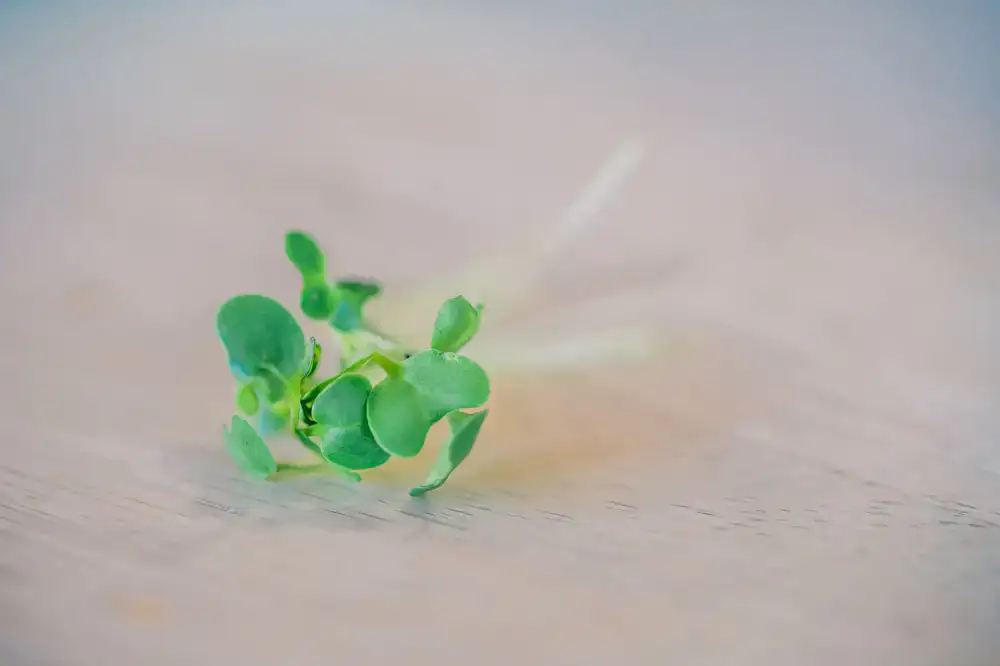 Rote Rettich Microgreens