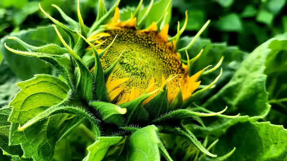 Kräftige Sonnenblumen Triebe